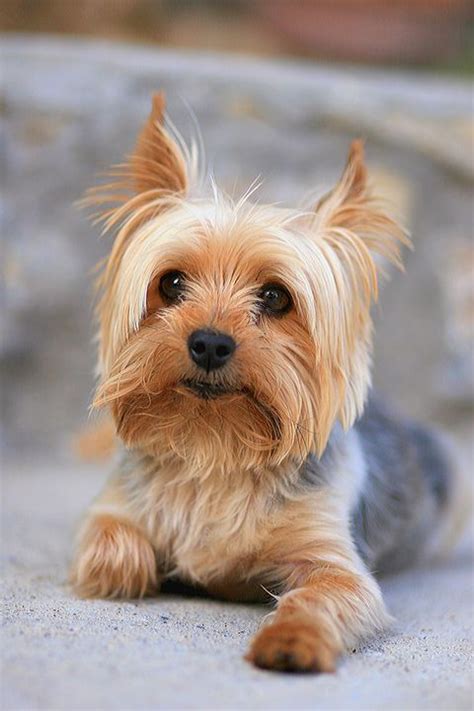 20 Best Hypoallergenic Dogs Top Dog Breeds That Dont