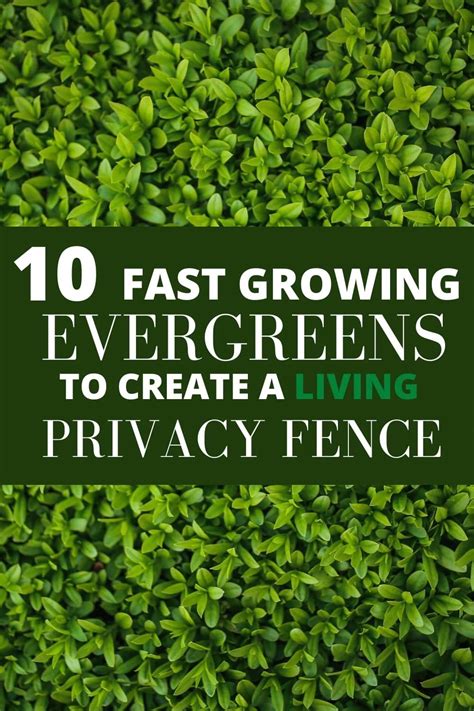 10 Fast Growing Evergreens To Create A Living Privacy Fence Modern