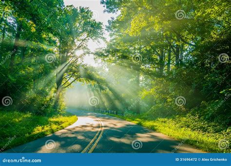 Sun Rays Through Trees On Road Stock Photo Image Of Parkway Rays