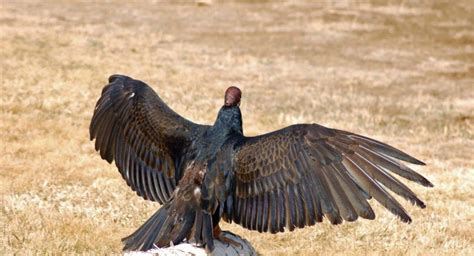Turkey Vulture Eating