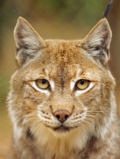 Lynx Head Study Lynx Taken At New Forest Wildlife Park Ben Williams Flickr