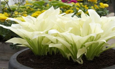2 Live Hosta White Feather Perennial Bare Root Plants Indoor Etsy