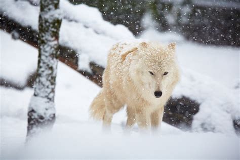 Wolf Wolves Lobo Snow Winter Wallpapers Hd Desktop And Mobile