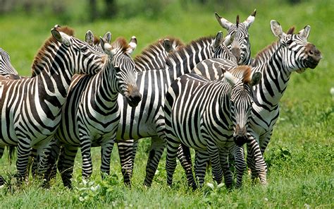 zebras field with grass hd wallpaper