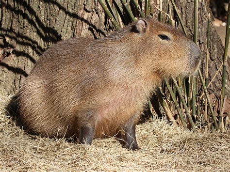 Capybara Alexandria Zoo