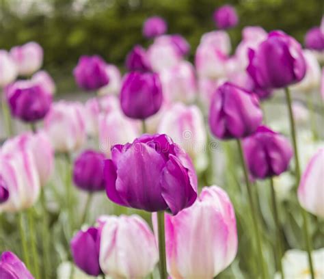 Pink Tulips Of Different Varieties Spring Meadow Background Stock