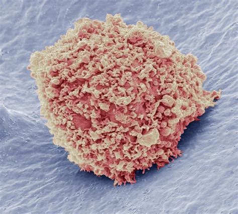 Mesenchymal Stem Cell Photograph By Steve Gschmeissner Fine Art America