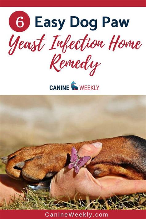 Yeast Infection On Dog Paws Are There Any Home Remedies Dog Paws