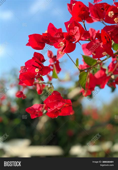 Bright Beautiful Red Image And Photo Free Trial Bigstock