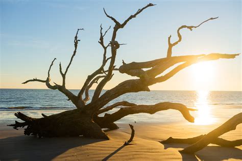 Driftwood Beach • Jekyll Island Georgia • Vacation Conservation And