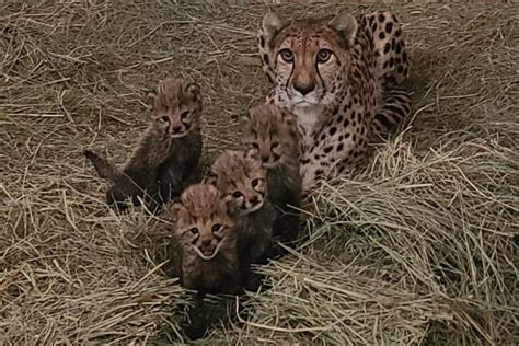 Omahas Henry Doorly Zoo And Aquarium Announces Birth Of Four Cheetah