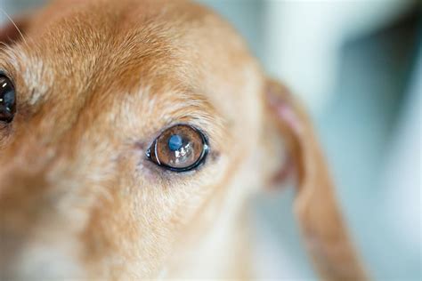 Cataracts In Dogs Great Pet Care
