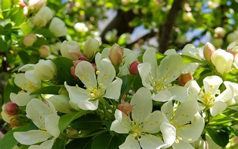 Different Types Of Flowering Ornamental Crabapple Tree Varieties