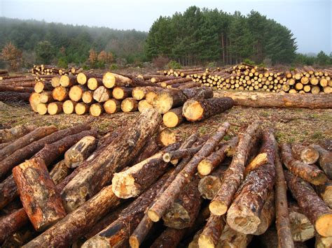 cuidemos el medio ambiente deforestación masiva