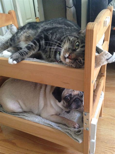 Japanese Cat Owners Turn Ikea Doll Beds Into Adorable Cat