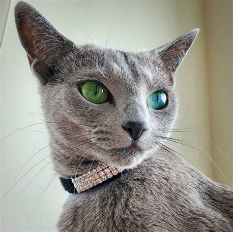 Russian Cat With Two Different Colored Eyes