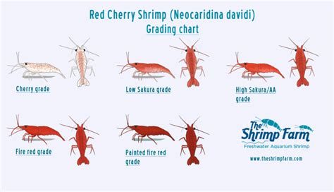 Red Cherry Shrimp Grades Neocaridina Davidi The Shrimp Farm