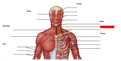 Labeled Muscles Of The Body Anterior View Chet Rice Terminolog 2 The