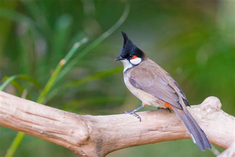 Red Whiskered Bulbul Az Birds