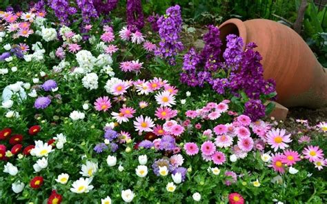 Цветя за лехи — 65 снимки на красиви и непретенциозни видове цветя за