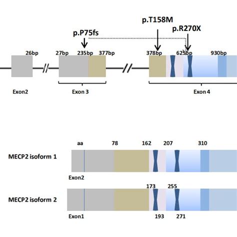 Mecp2 Splicing Variants The Two Main Protein Isoforms Of 486 Amino