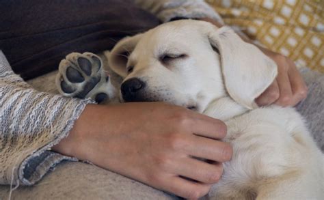 Por Qué Mi Perro Llora Cuando Lo Acaricio Blog De Adopta Un Animal