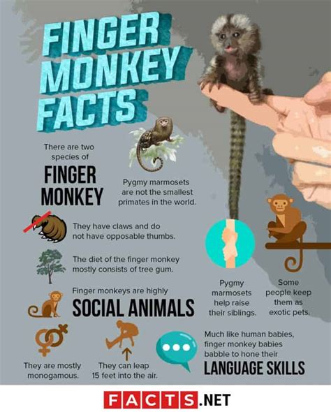 30 Finger Monkey Facts About The Worlds Smallest Monkey