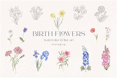 Birth Flowers Watercolor And Line Art Decorative Illustrations