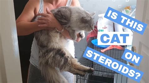 Understanding The Side Effects Of Steroids In Cats Dangers And Risks