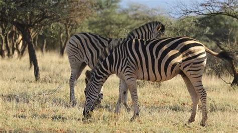 Velg blant mange lignende scener. Israbi: Plains Zebra Zebras Habitat