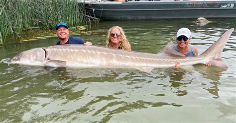 Monster Sturgeon Tops State Record List Idaho Fish And Game