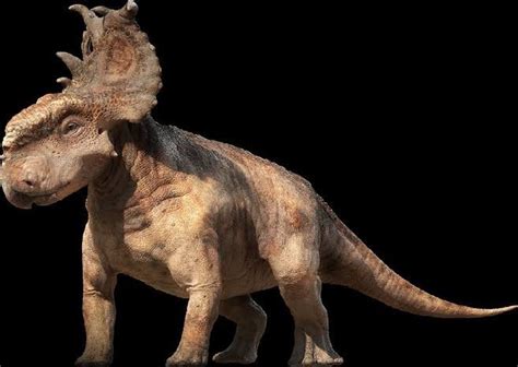 Pachyrhinosaurus Wiki Ark Survival Evolved Br Amino