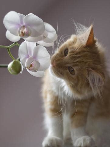 Curious cats will explore anything that interests them. Cats and Flowers: Are Orchids Poisonous to Cats? - FreakyPet