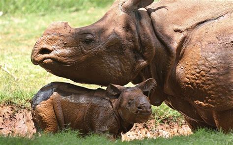 No Sex Makes Rhinos Irritable