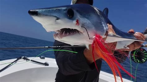 Baby Jumping Mako On The Fly Youtube