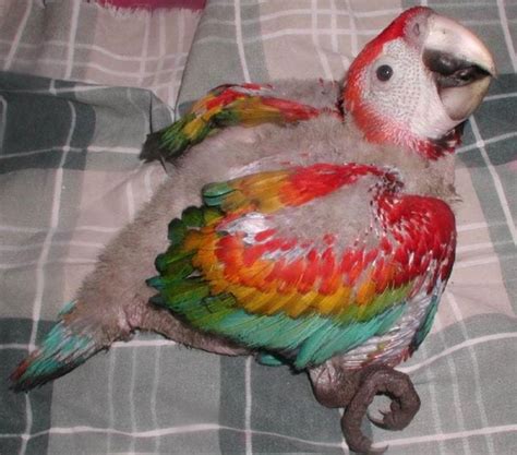 Image Scarlet Macaw Chick Msd Veterinary Manual
