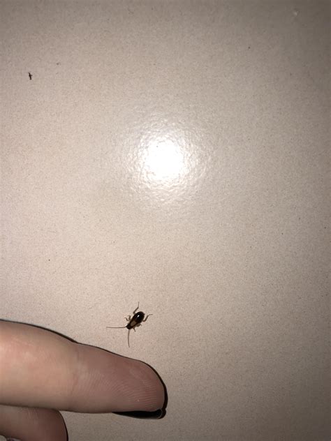 What Bug Is This Found In A Bathroom In La Ca This Appears To Be A