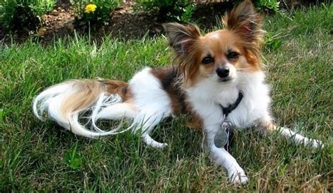 The Papillon Chihuahua Mix Chion With Pictures