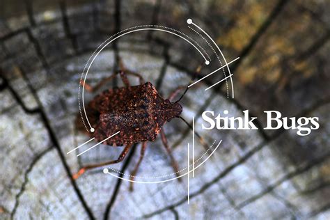 Stink Bugs 101 What Do Stink Bugs Look Like Plus 8 Facts Pest Wiki