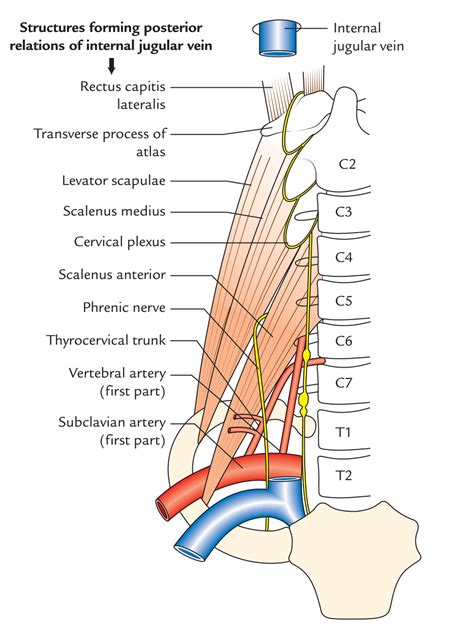 Easy Notes On 【internal Jugular Vein】learn In Just 3 Minutes