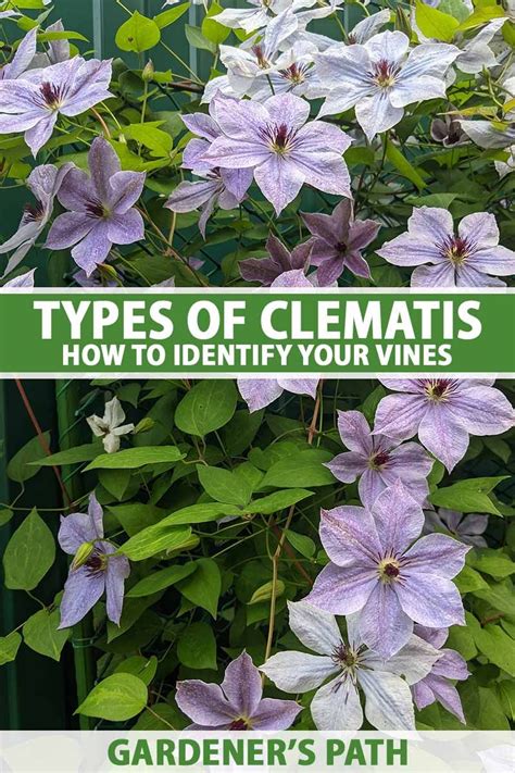 Clematis Are Lovely Flowering Vines With A Huge Variety Of Flower