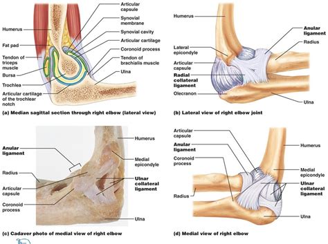 Elbow Joint Anatomy Movement Muscle Involvement How To Relief