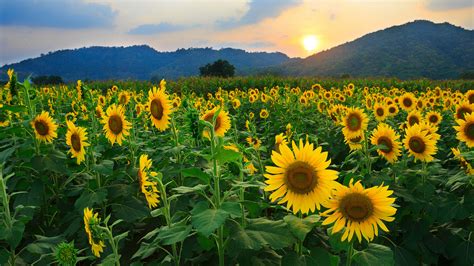 Sunflower Full Hd Wallpaper And Background Image