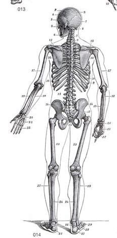 Skeleton Back | Art reference, Figure drawing, Drawings