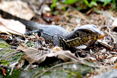 Kocak abis 11 meme biawak bertamu ke rumah orang bikin. 94+ Gambar Hewan Biawak Paling Bagus - Gambar Pixabay