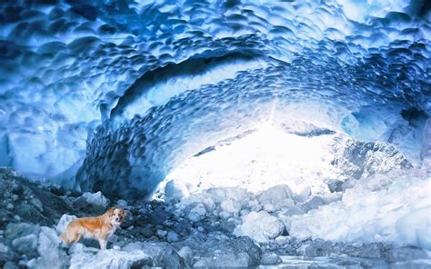 Cave Ice Dog Animals Nature Hd Wallpapers Desktop And Mobile