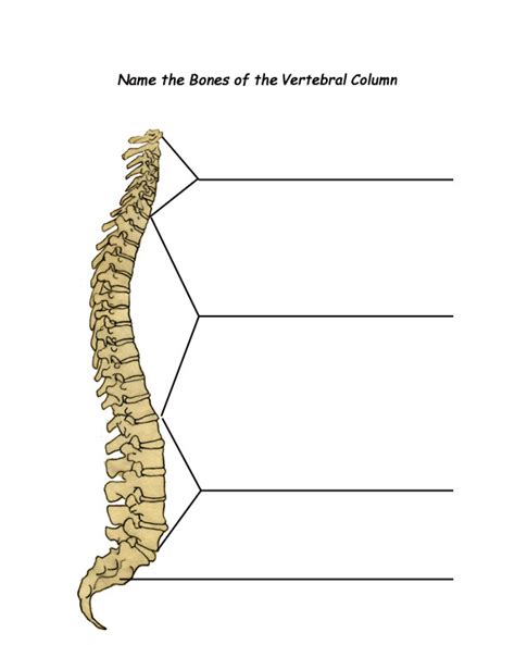 The basic configuration of a vertebra varies; Label the Parts of the Backbone (Vertebral Column)