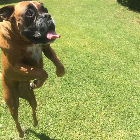 10 Pictures Only Boxer Owners Will Think Are Funny