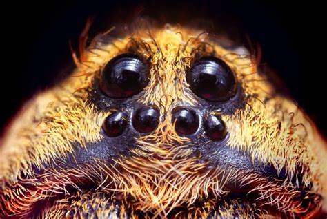 Leg Genes Give Spiders Segmented Heads