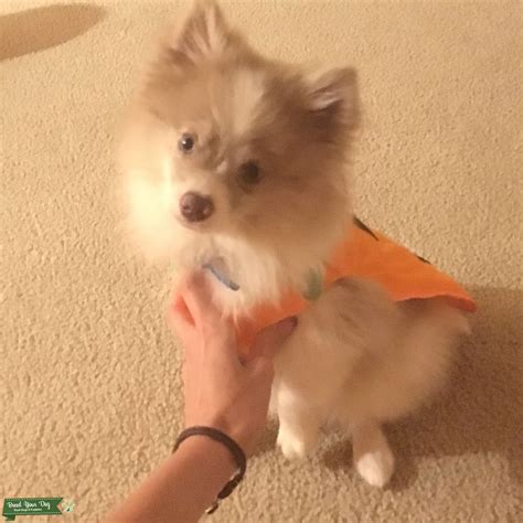 Need A Gorgeous Full Breed Pomeranian Stud Dog In Florida The